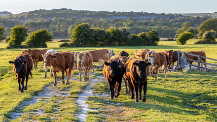 Cows in a field