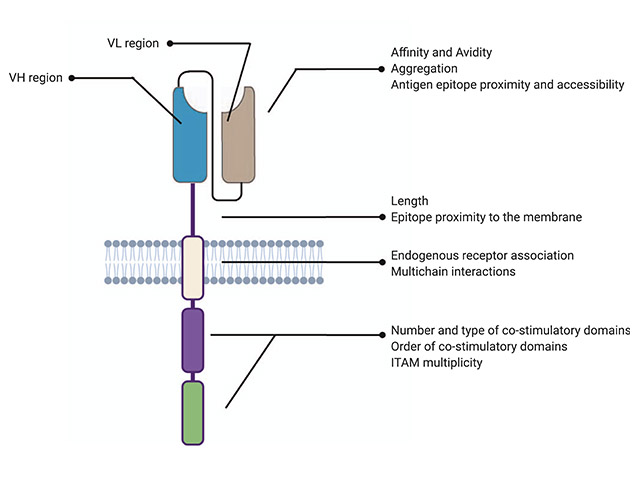 The cellular starting material for CAR-T is collected via leukapheresis