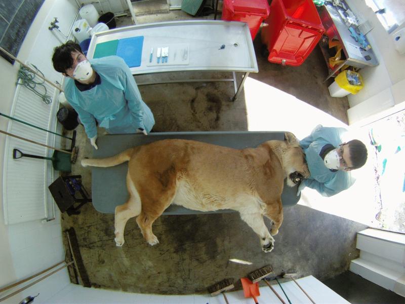 Lion post mortem at ZSL