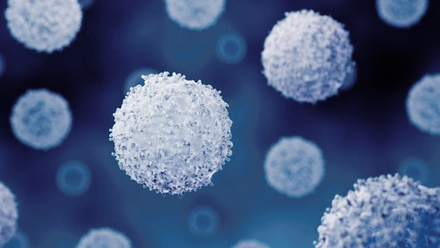 Immunology (Lymphocytes).jpg