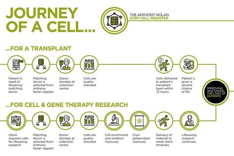 Infographic demonstrating the journeys of stem cells used in transplantations and cell/gene therapy research