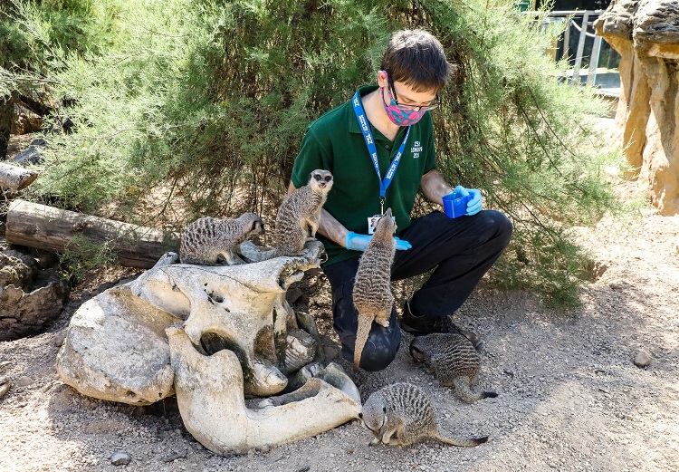 A Wildlife Veterinary Pathologist with meerkats 