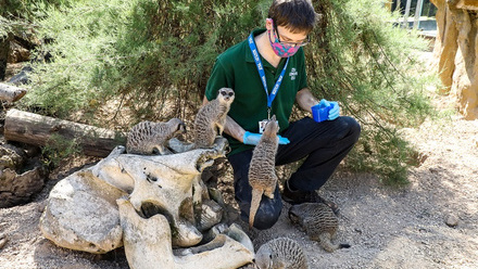 A Wildlife Veterinary Pathologist with meerkats 