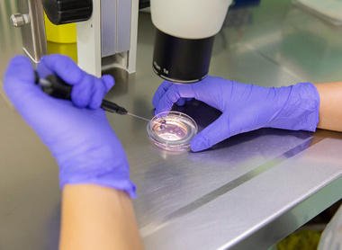 Egg fertilisation at a reproductive medicine clinic