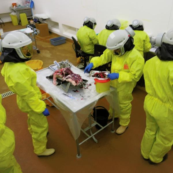 A post mortem is performed on poultry.