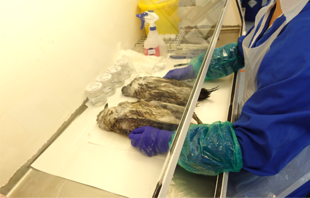 Necropsy conducted in microbiology cabinet in high biological containment laboratory