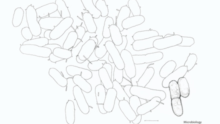 Incredible You_Microbiology: E. coli bacteria