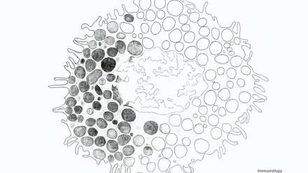Incredible You_Immunology: Mast cell