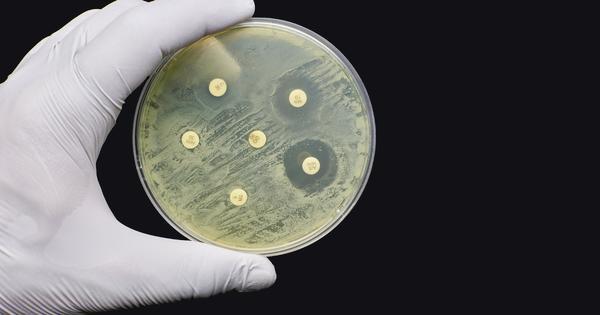 Hand holding up a petri dish of antimicrobial susceptibility resistance test by diffusion