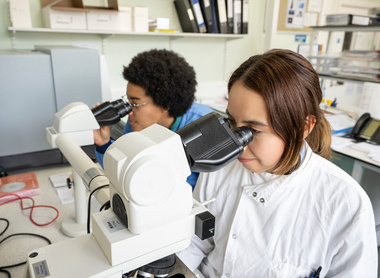 Veterinary pathology students looking down microscope