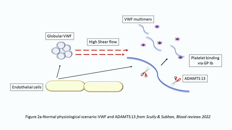Figure 2a. Normal physiological scenario: VWF and ADAMTS 13