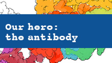 Our hero: the antibody cover image