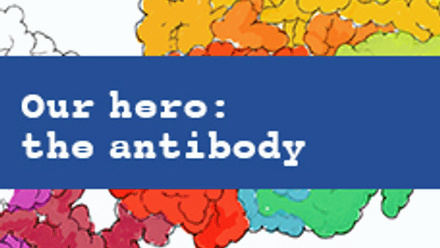 Our hero: the antibody.jpg