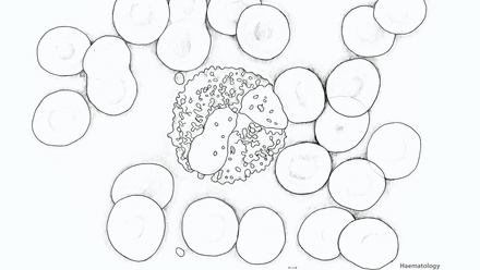Incredible You_Haematology: Blood cells