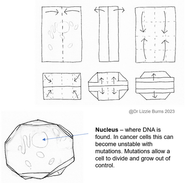 Drawn examples of a Discovering Cells activities