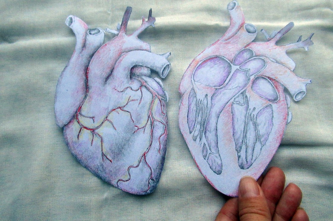 Cut outs of coloured-in hearts showing the exterior and interior
