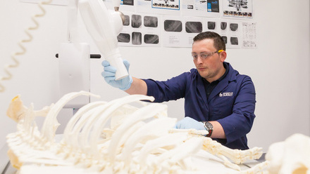 Vet path animal skeleton 7.jpg