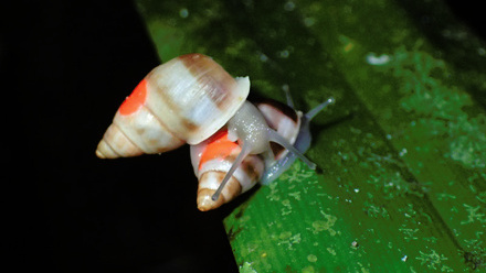 Snail on a leaf