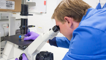 A pathologist in blue lab coat and purple gloves looking down a microscope at a specimen