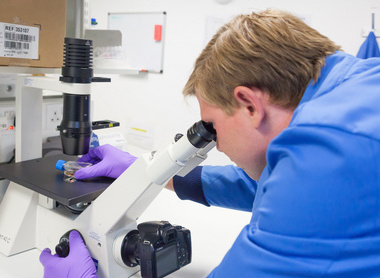 A pathologist in blue lab coat and purple gloves looking down a microscope at a specimen