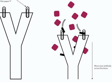 Drawn image of receptors and antibodies