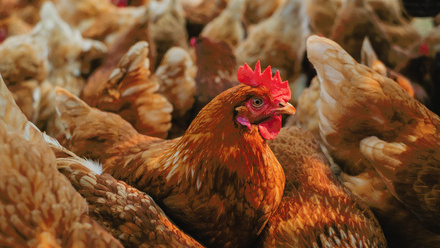 Brown hen and chickens.jpg