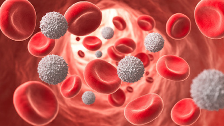 Blood vessel with flowing red blood and white blood cells