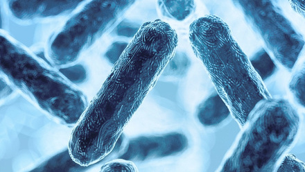 Group of bacteria_banner image
