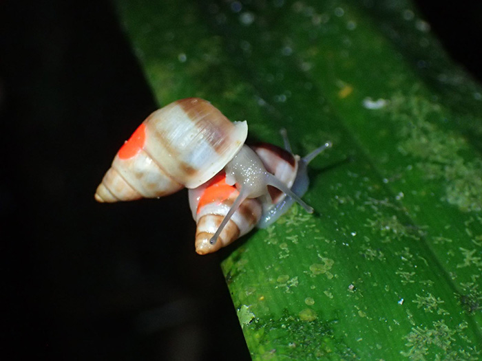 Partula snails on a leaf