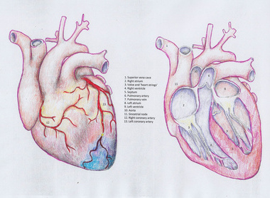 coloured in labelled hearts.jpg