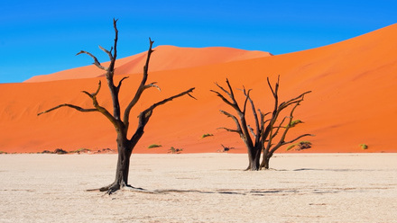 October 2026 Bulletin namib desert