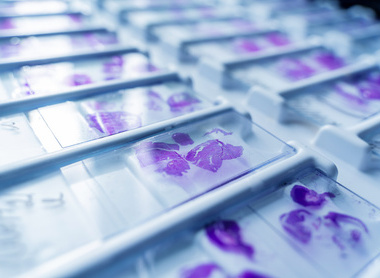 Rows of microscope glass slide in the cells