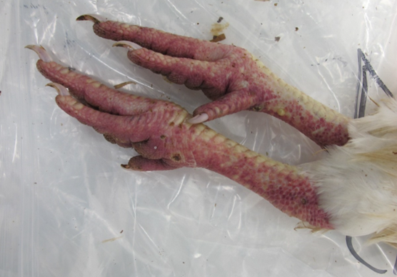 Chicken feet