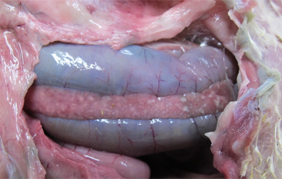 Necrosis of a turkey pancreas