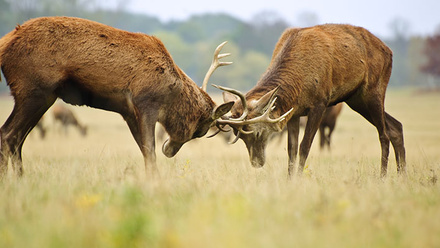 male_deer_stag_veterinary_pathology_11178738_785x400px.jpg