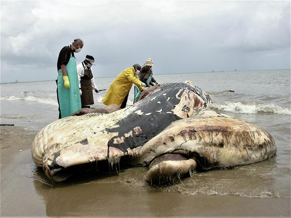 Figure 2. Post-mortem examination of a beached Bryde's whale (Balaenoptera brydei). The tide is approaching, bad weather looms, the carcass is decomposing and the team members are tiring.
