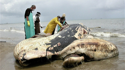 Bulletin Oct 2022 veterinary pathology R Whale PM TT 23. DSCN3937.jpg