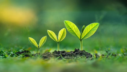 Three trees growing on the green grass