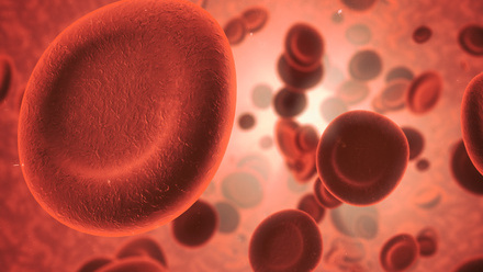 Microscopic view of red blood cells in the human body