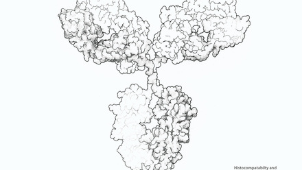 Incredible You_Histocompatabilty and immunogenetics