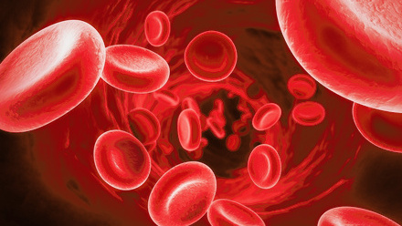 Haematology cells.jpg