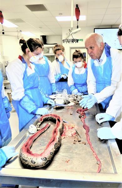 Figure 1. Veterinary students learn forensic post-mortem techniques from Professor Cooper, in this case on a captive Boa constrictor that was found dead under strange circumstances.